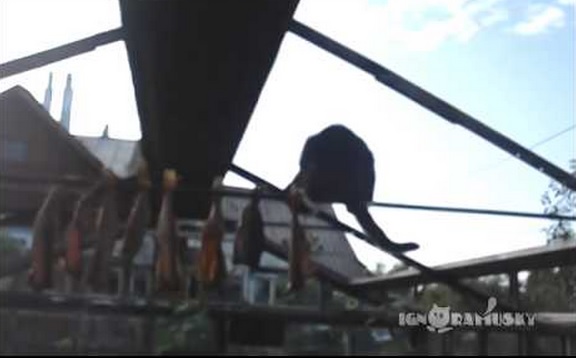 VIDEO: Un gatito acróbata falla en su misión de robar un pescado