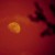 ¿La luna roja es una señal apocalíptica?