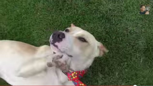 VIDEO: La mágica transformación de un perro sin hogar