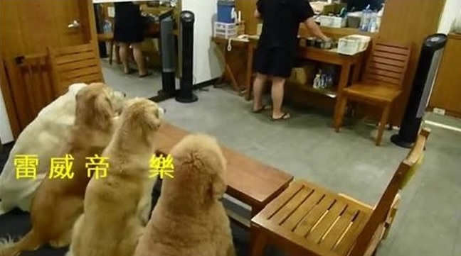 VIDEO: Conoce a los perritos que ´rezan´ antes de comer