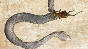 Una serpiente es devorada desde el interior por su presa.