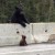 Un oso rescata a su cachorro de una transitada autopista.