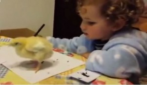 niña llama la atención a pollito.