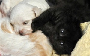 Conoce la historia de la perrita que adoptó a un gatito abandonado.