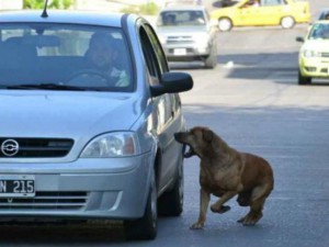 ¿Por qué los perros persiguen carros y ciclistas?