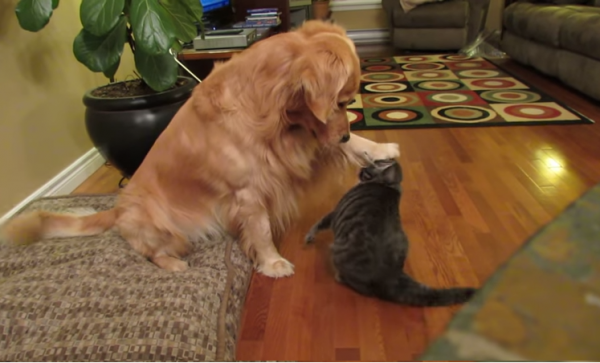 VIDEO: Gato demuestra su ‘autoridad’ expulsando a un perro de su cama