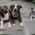 VIDEO: Perro que roba salchichas se vuelve viral en las redes sociales