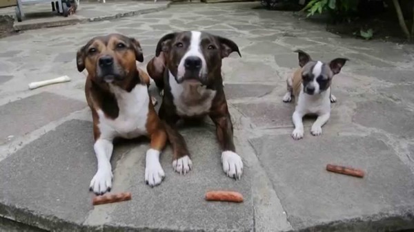 VIDEO: Perro que roba salchichas se vuelve viral en las redes sociales