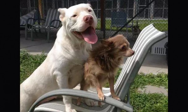 Pitbull salva la vida de su mejor amigo.