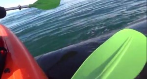 Ballena levantó un kayak con dos personas a bordo.