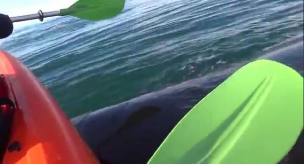 VÍDEO: Ballena levantó un kayak con dos personas a bordo en Argentina