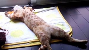 Gatito queda en estado de relajación extrema tras recibir masajes.