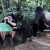 VIDEO: Hombre queda completamente inmóvil al ser rodeado por gorilas salvajes