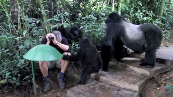 VIDEO: Hombre queda completamente inmóvil al ser rodeado por gorilas salvajes