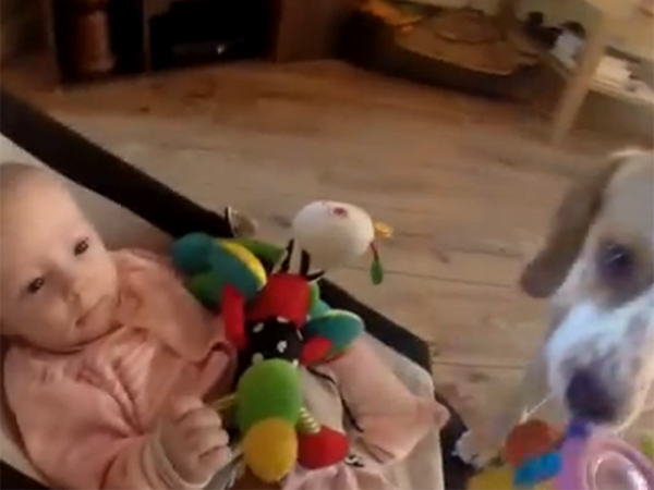 Perrito trae juguetes a bebé para que deje de llorar (Video)