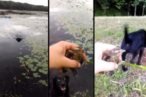 Perro salvó la vida de un pájaro bebé que se ahogaba en un lago.