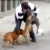 VIDEO: Graban a sujeto que mata perros de la calle con Pitbulls en México