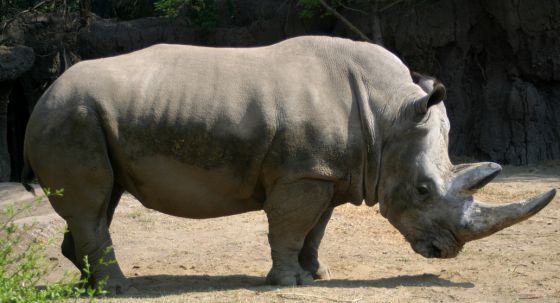 Khartoum era un rinoceronte tranquilo y juguetón.