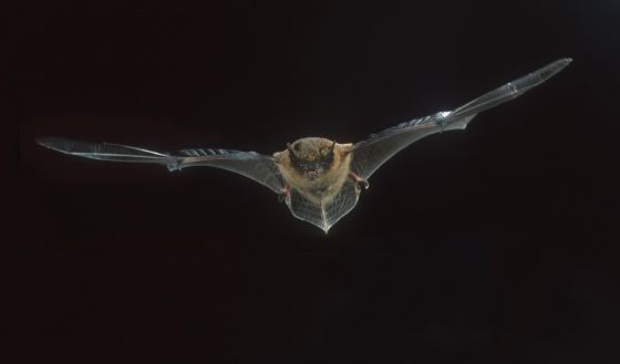 Un murciélago llevó el ébola a África occidental.