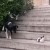 VIDEO: De un solo maullido deja K.O. al perro ladrador