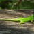 Descubren el secreto de los reptiles al regenerar sus colas para aplicarlo a humanos