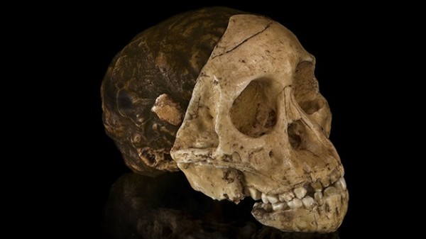 Descubren que el primer australopiteco no era humano