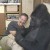 Koko, el amigo gorila de Robin Williams, lloró por la muerte del actor