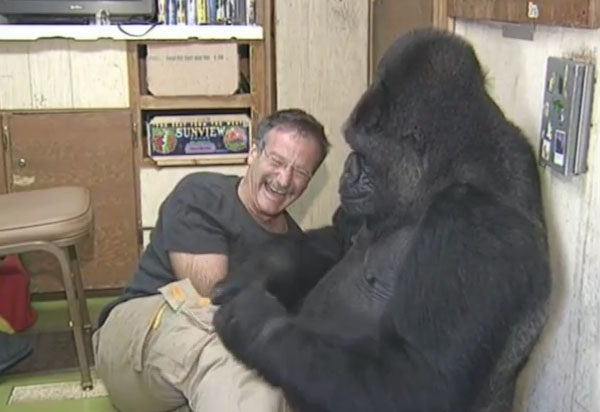 Koko, el amigo gorila de Robin Williams, lloró por la muerte del actor.
