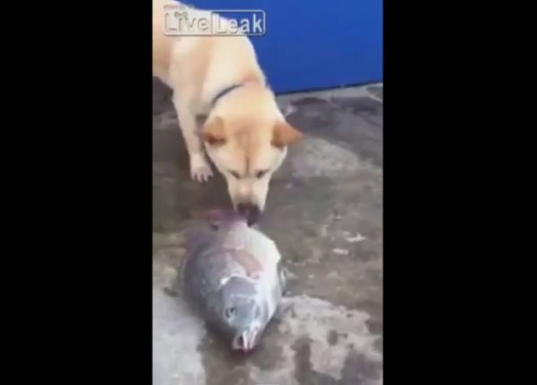 Un perro ‘se moja’ para salvar a unos peces salpicándolos con agua.