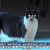 Estados Unidos: Un gato mantuvo secuestrada a sus dueñas en casa