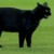VIDEO: Un gato negro se metio en el debut del Barcelona en el Camp Nou