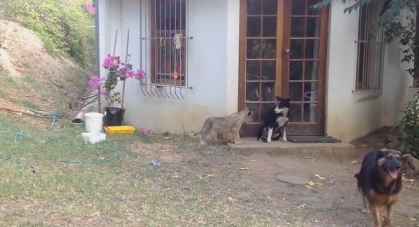 VÍDEO: Mira como un cachorro de león casi mata del susto a un perro