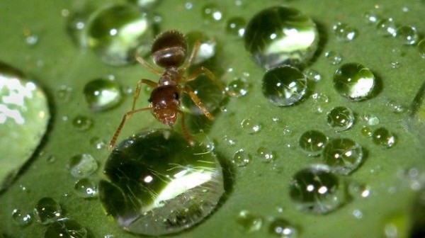 Las hormigas podrían ser los agentes climáticos biológicos más poderosos del planeta.