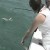 VIDEO: El depredador se vuelve presa; tiburón es devorado por un animal gigante