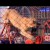 León ataca a profesora en espectáculo de circo