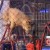 Los miembros de la ONG británica Animals Defenders International no pudieron llevarse al león Smith, pues los dueños del circo Mónaco se negaron.