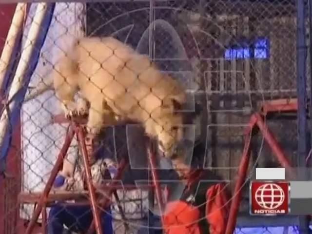 Los miembros de la ONG británica Animals Defenders International no pudieron llevarse al león Smith, pues los dueños del circo Mónaco se negaron.