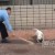 MEXICO : Madre intenta dar de comer a dos Bull Terrier y muere, su hija sale herida