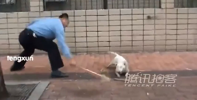 MEXICO : Madre intenta dar de comer a dos Bull Terrier y muere, su hija sale herida