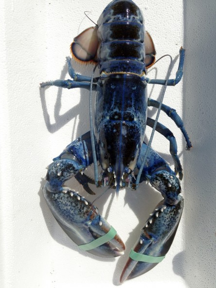 rare_blue_lobster_exce_1
