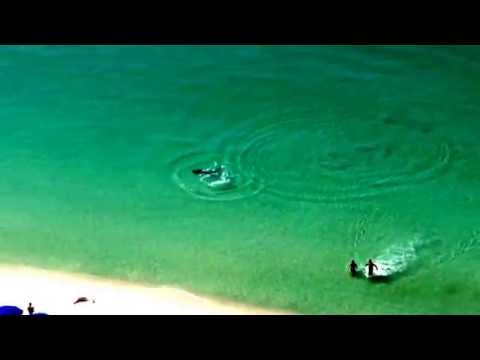 Bañistas huyen aterrados al observar un tiburón a unos metros