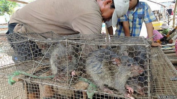 El país donde la carne de rata es un negocio de exportación