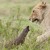 VIDEO: Pequeña mangosta escapa de morir enfrentando a 4 leonas
