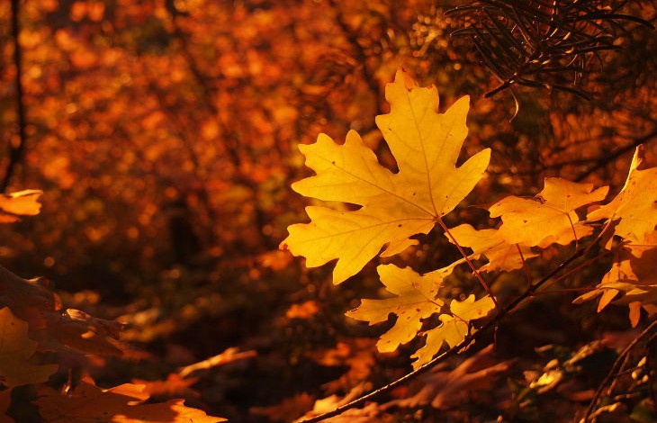 ¿Por qué se caen las hojas de los árboles en otoño?