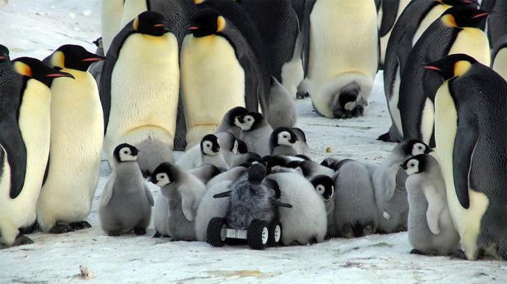 Un robot pingüino es aceptado en la colonia de pingüinos emperador