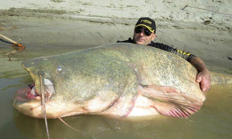 Capturan un monstruoso pez Siluro de 127 kilos