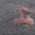 VÍDEO: Vea la impresionante lucha entre un pulpo gigante y una foca