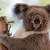 Australia sacrifica a 700 koalas por “problemas de superpoblación”