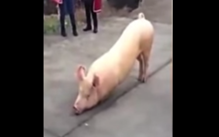 VÍDEO: Cerdo va a un templo budista, se arrodilla y “reza”