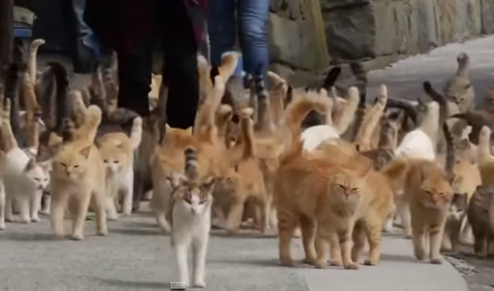 VÍDEO: Conoce la isla donde hay 6 gatos por cada humano